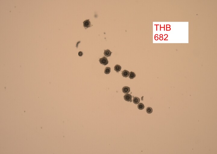 messageImage 1776678556879 0