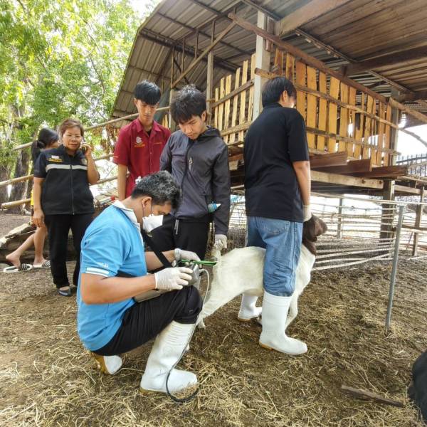 ตรวจการตั้งท้องแพะก่อนเหนี่ยวนำการเป็นสัดในแพะ