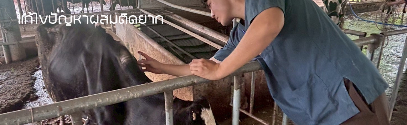 แก้ไขปัญหาผสมติดยาก