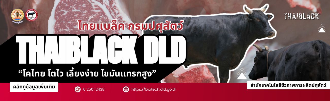 ไทยแบล็ค กรมปศุสัตว์ "THAI BLACK DLD" โคเนื้อพรีเมียม
