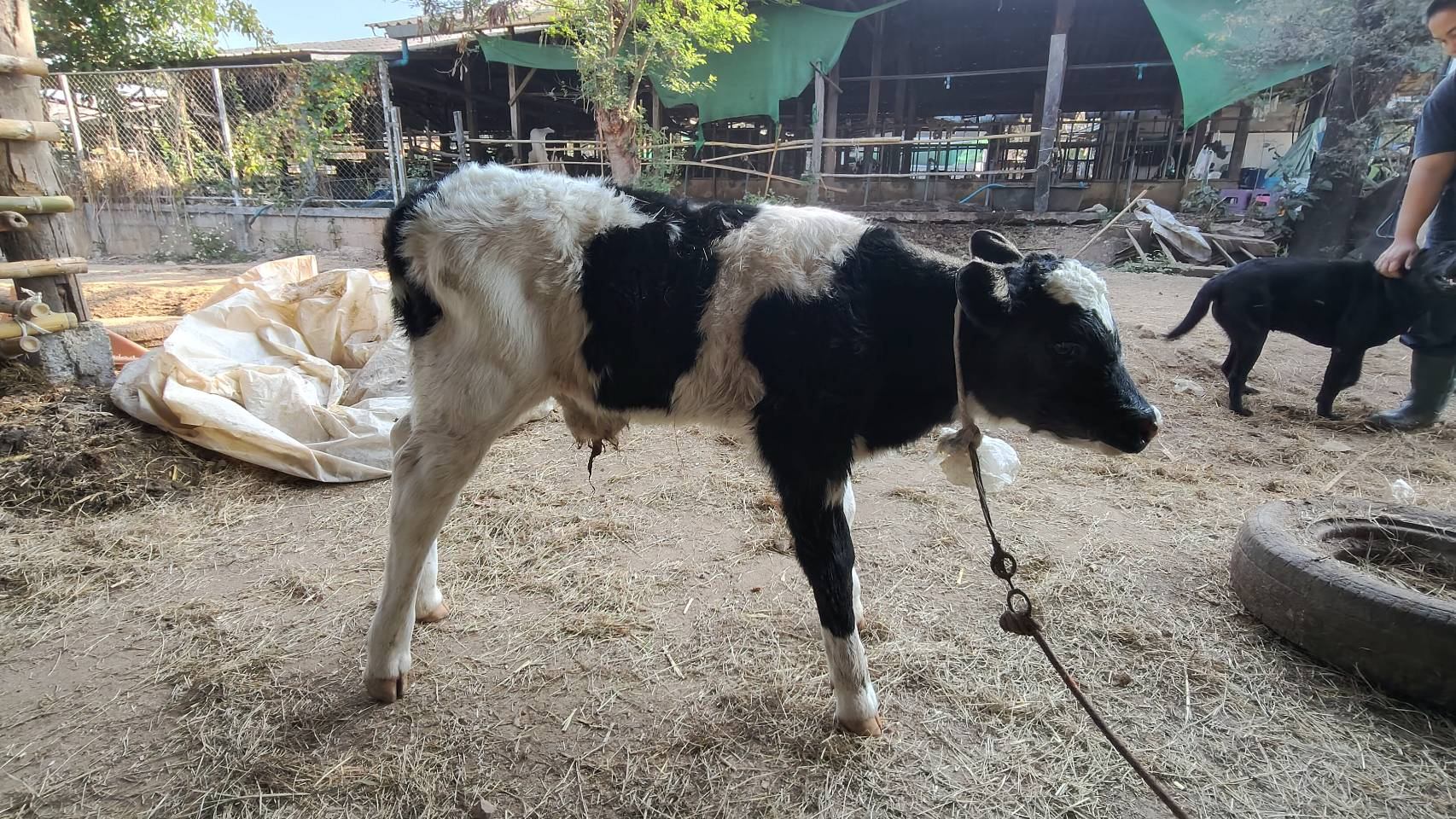 629944864 2157623618385531 9108369820595068448 n