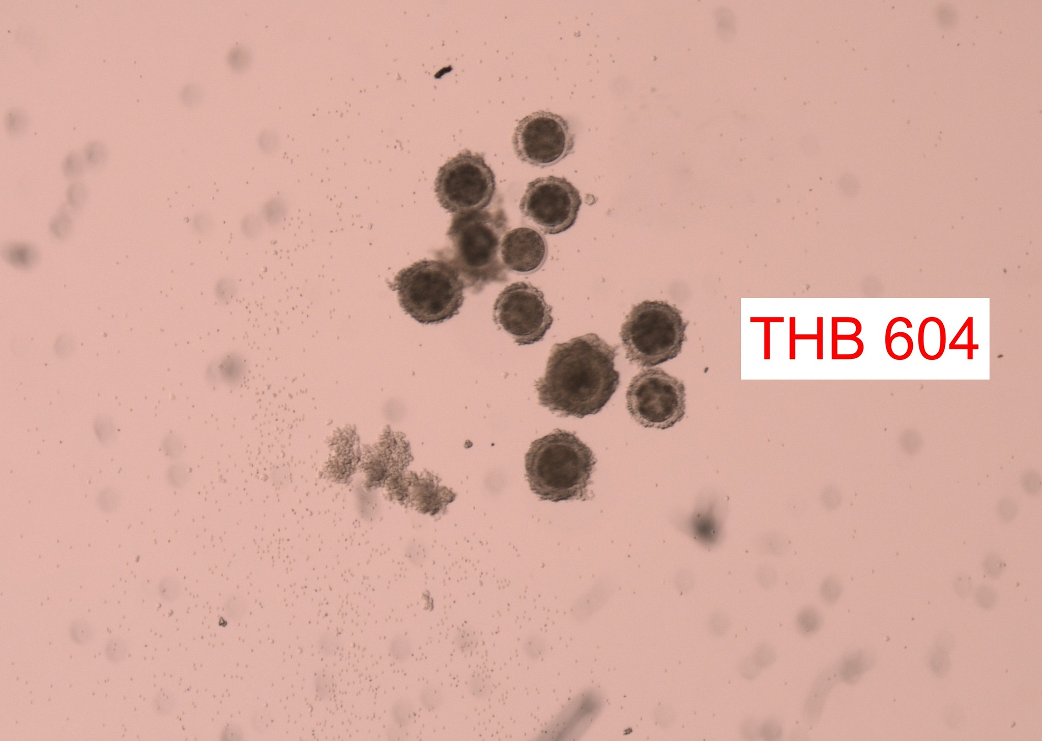 629276184 2153829232098303 2936004792673172662 n