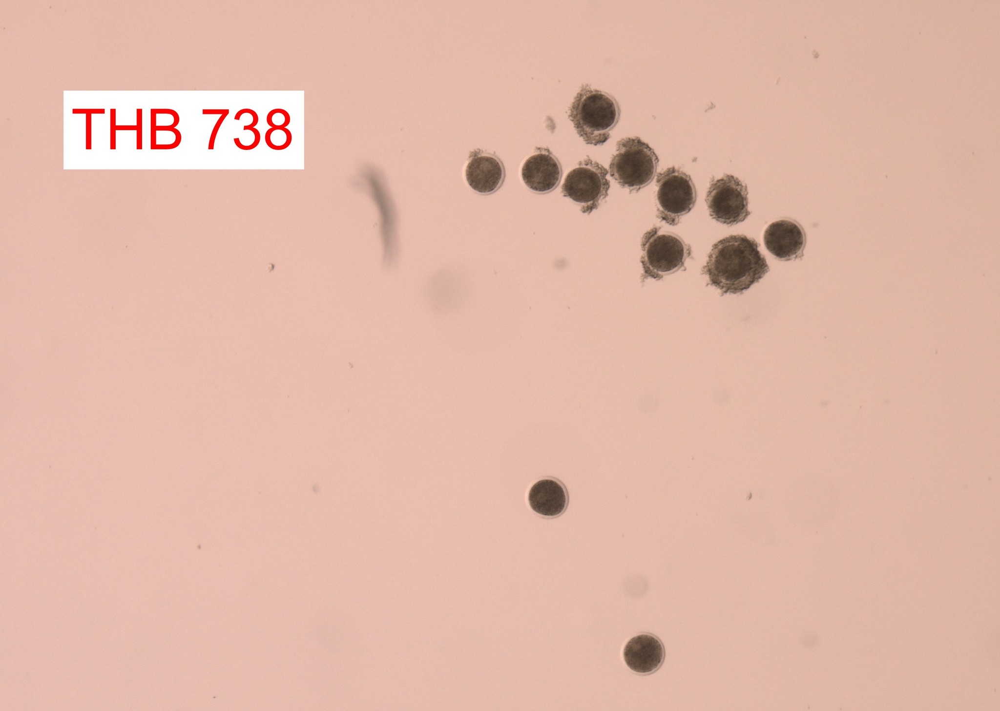 616088355 2133363767478183 701628925188489728 n