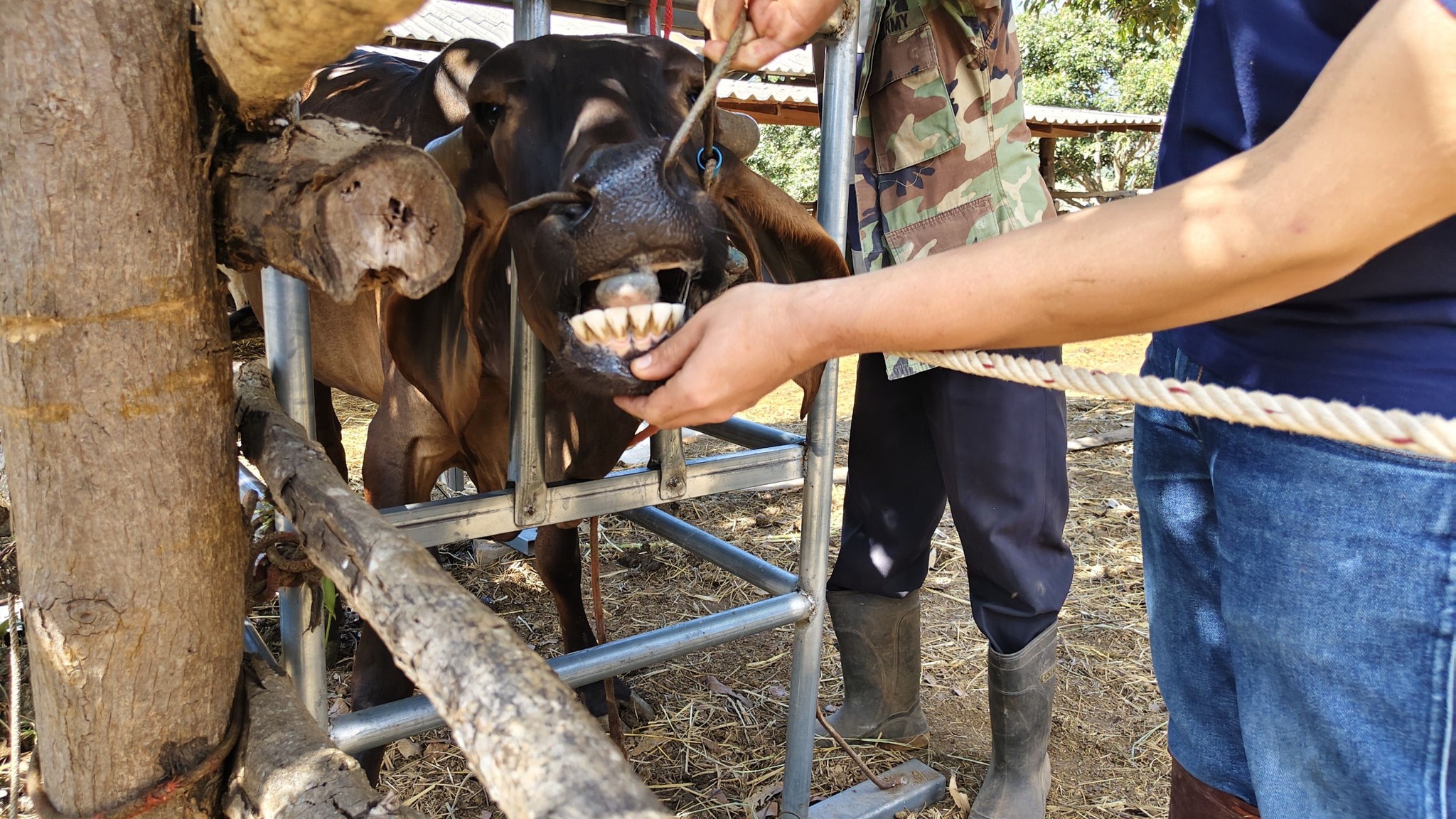 616116604 2139025313578695 3044815475660337409 n