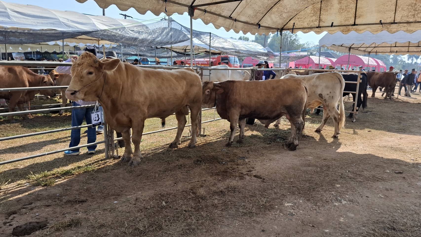 622716550 2148933702587856 4321130151075997222 n