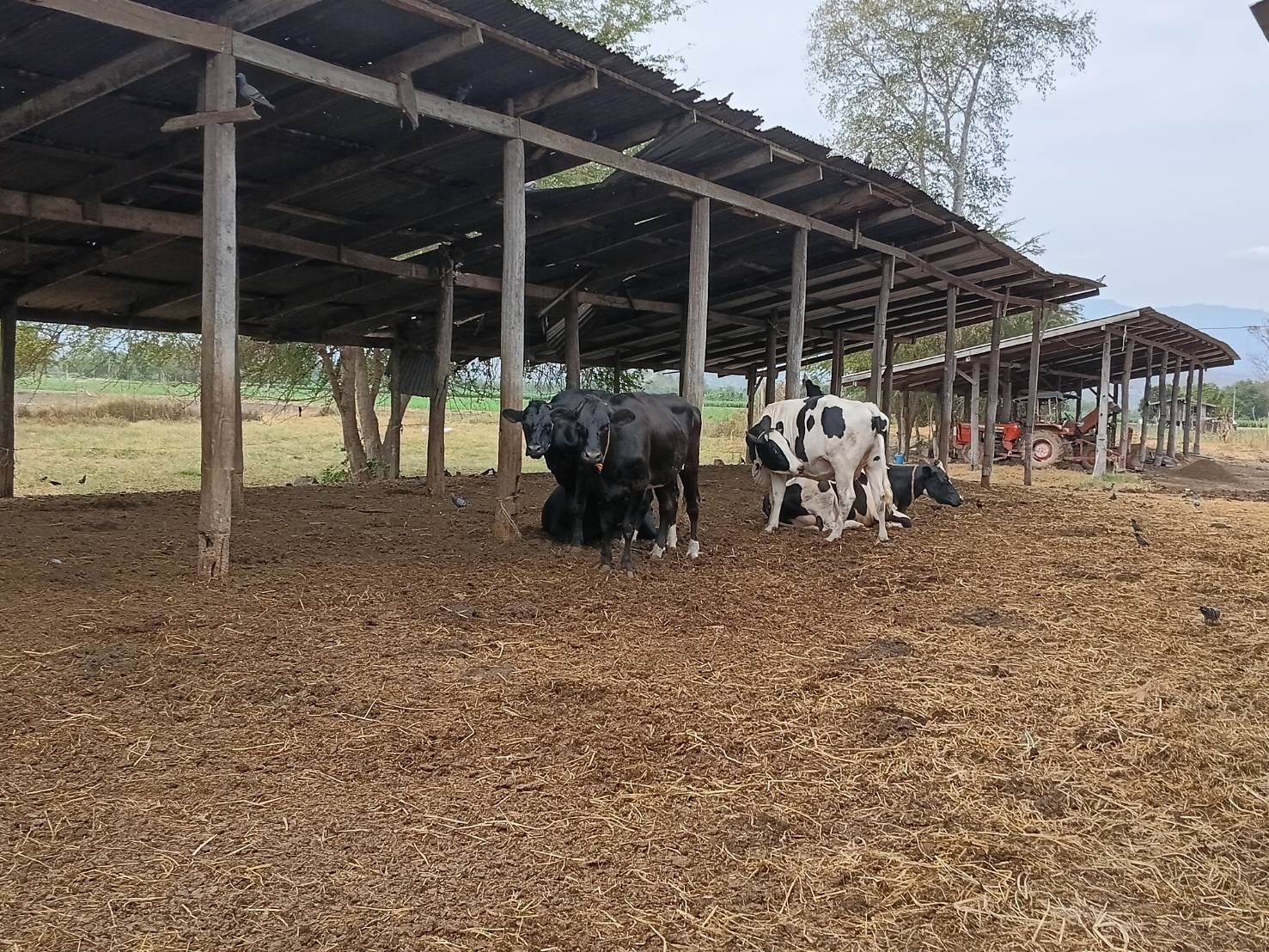 627712102 4271774993152904 769558543730689010 n 1