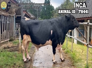Bull TH441 30 2