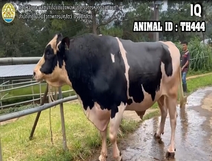 Bull TH444 29 2