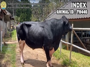 Bull TH446 31 2