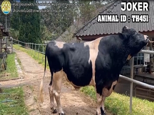 Bull TH451 32 2