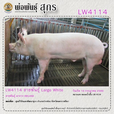 RAM LW 01 1