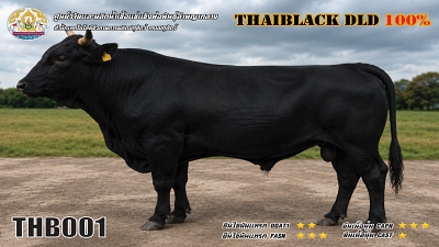 Bull BAQ19 1 1