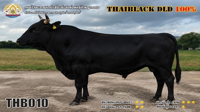 Bull BAQ20 2 1