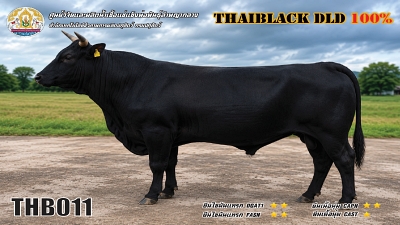 Bull BAQ22 3 1