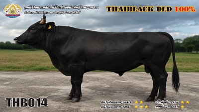Bull BAQ19 1 1