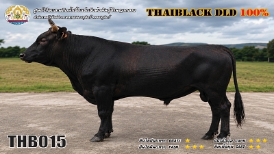 Bull BAQ19 1 1