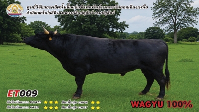 Bull BAQ20 2 1