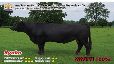 Bull BAQ22 3 1