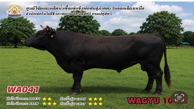 Bull BAQ19 1 1