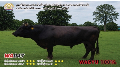 Bull BAQ19 1 1