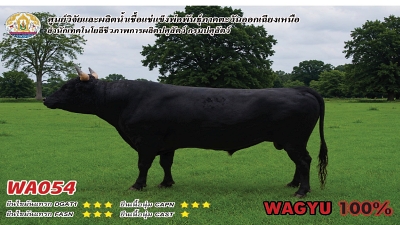 Bull BAQ19 1 1