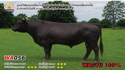 Bull BAQ19 1 1