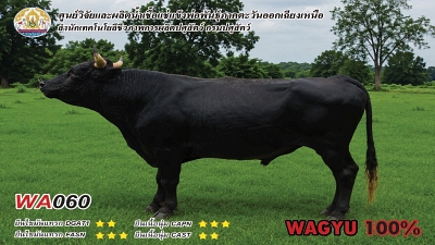 Bull BAQ19 1 1