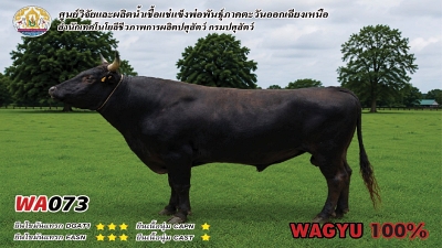 Bull BAQ19 1 1