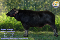 Bull BUF7 7 1