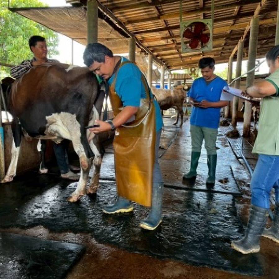 เข้าปฏิบัติงาน ตรวจระบบสืบพันธุ์และแก้ไขปัญหาผสมติดยาก