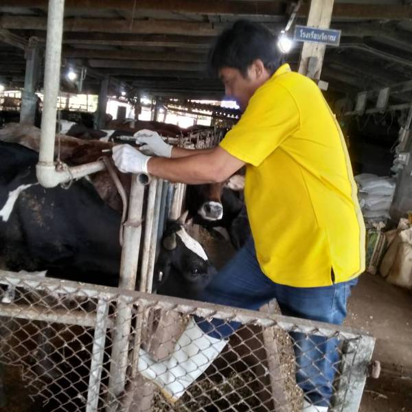 ✨️กิจกรรมรองขยายสัตว์พันธุ์ดีด้วยเทคโนโลยีชีวภาพ🐄