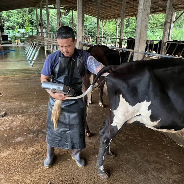 กิจกรรมโครงการผลิตพ่อพันธุ์โคนมทรอปิคอลโฮลสไตน์