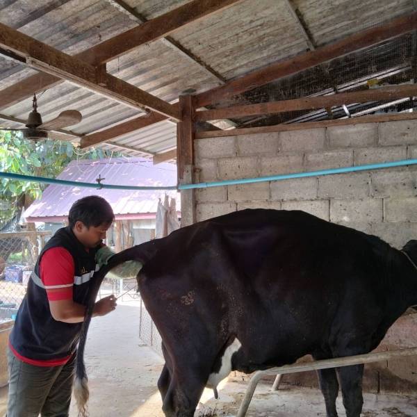 โครงการผลิตพ่อพันธุ์โคนม Tropical Holstein