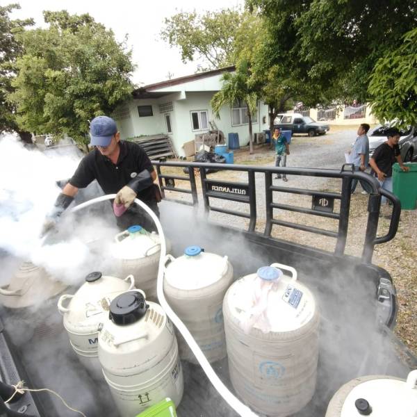 ปฏิบัติงานจ่ายน้ำเชื้อแช่แข็ง และ ไนโตรเจนเหลวพร้อมทั้งอุปกรณ์ผสมเทียม