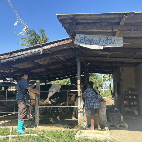 ส่งเสริมประสิทธิภาพระบบสืบพันธุ์โคนมระดับสหกรณ์ 