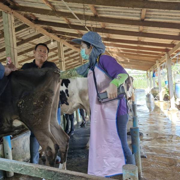 พัฒนาพ่อพันธุ์โคนมทรอปิคอลโฮลสไตน์  