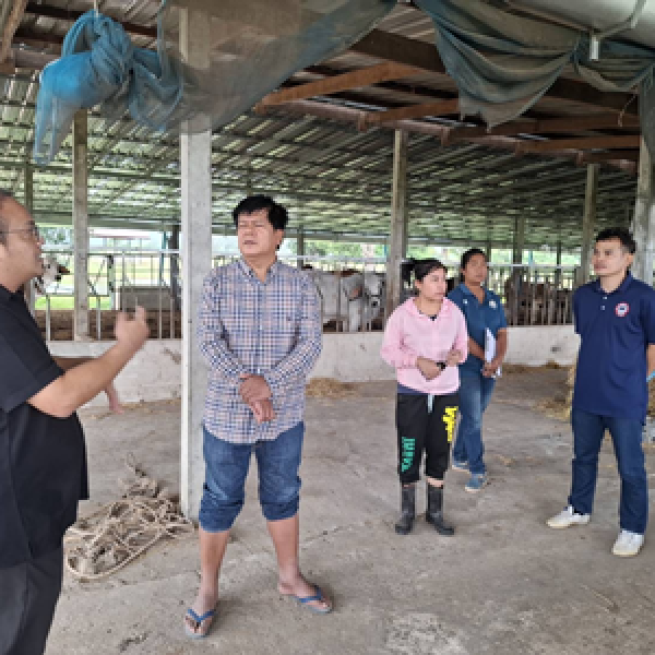 โครงการยกระดับศักยภาพการผลิตเนื้อโคขุนระดับพรีเมียมด้วยโคพันธุ์ไทยแบล็คกรมปศุสัตว์​