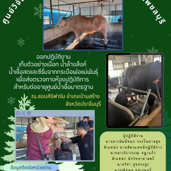 ✨️ออกปฏิบัติงานเก็บตัวอย่างเมือก น้ำล้างลึงค์ น้ำเชื้อสดและซีรั่มจากกระบือพ่อแม่พันธุ์เพื่อส่งตรวจทางห้องปฏิบัติการ สำหรับต่ออายุศูนย์น้ำเชื้อมาตรฐาน🐄 