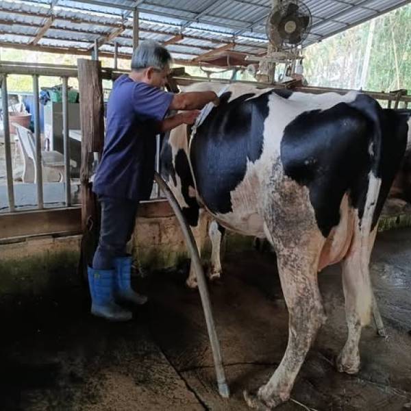 เข้าติดตามชั่งน้ำหนักแม่โคนมในโครงการผลิตพ่อโคนมทรอปิคอลโฮสไตน์