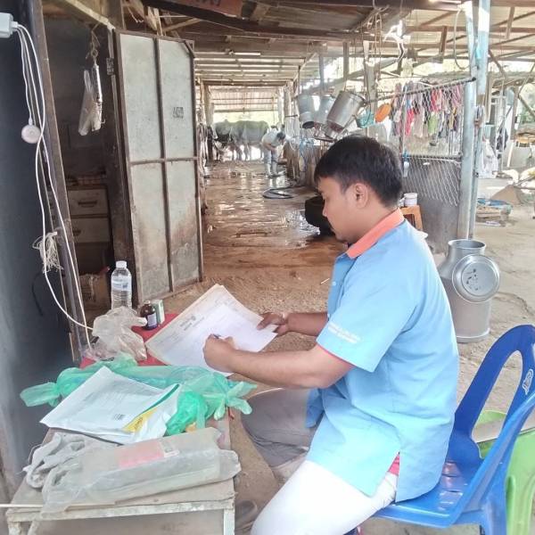 กิจกรรมโครงการผลิตพ่อพันธุ์โคนมทรอปิคอลโฮลสไตน์