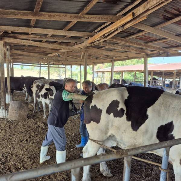 กิจกรรมโครงการผลิตพ่อพันธุ์โคนมทรอปิคอลโฮลสไตน์ (Master bull project)
