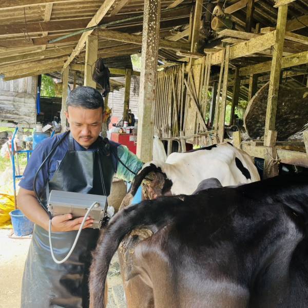  กิจกรรมโครงการผลิตพ่อพันธุ์โคนมทรอปิคอลโฮลสไตน์