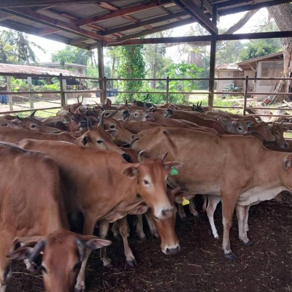 ตรวจระบบสืบพันธุ์โคพื้นเมือง ศบส.สุราษฎร์ธานี