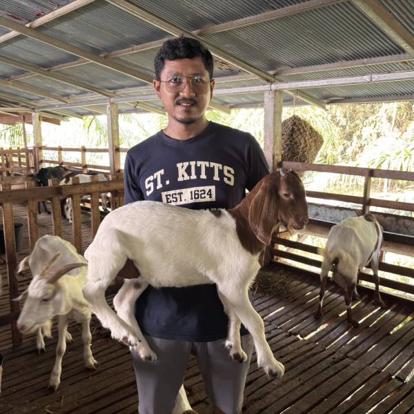 ตรวจท้องและติดตามลูกเกิดแพะที่เกิดจากการผสมเทียม