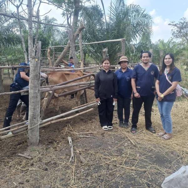 แก้ไขปัญหาระบบสืบพันธุ์โคเนื้อในโครงการโคบาลบูรพา