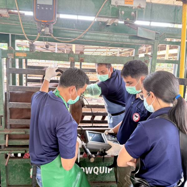 ตรวจระบบสืบพันธุ์โคเพื่อคัดเลือกโคตัวรับ(ไทยแบล็ค)