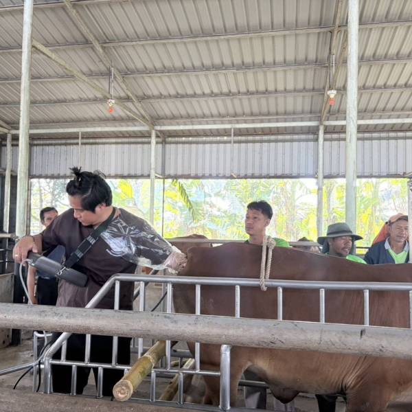 โครงการสร้างโคเนื้อคุณภาพสูง (Thai Black DLD)