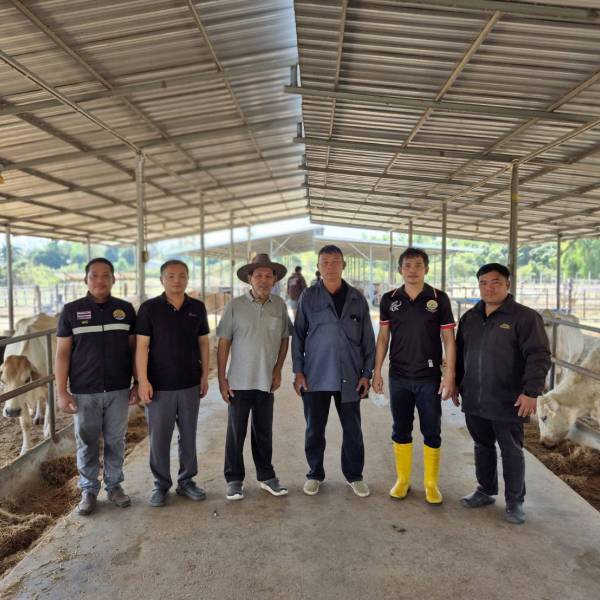 โครงการยกระดับศักยภาพการผลิตเนื้อโคขุนระดับพรีเมียมด้วยโคพันธุ์ไทยแบล็คกรมปศุสัตว์​