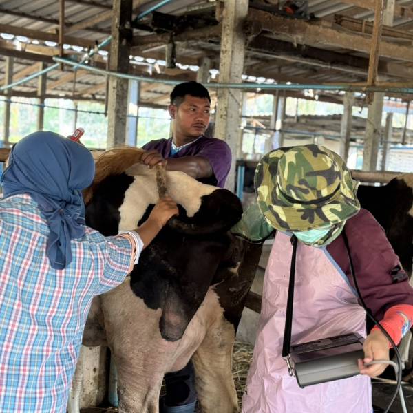 โครงการ พัฒนาพ่อพันธุ์โคนมทรอปิคอลโฮลสไตน์  