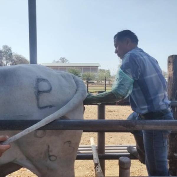 ตรวจระบบสืบพันธ์ุ ณ ศูนย์วิจัยและพัฒนาโคเนื้อ จังหวัดลพบุรี